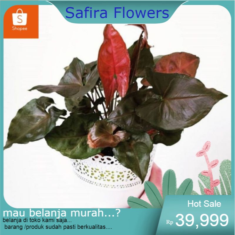 tanaman syngonium maria/pohon syngonium maria