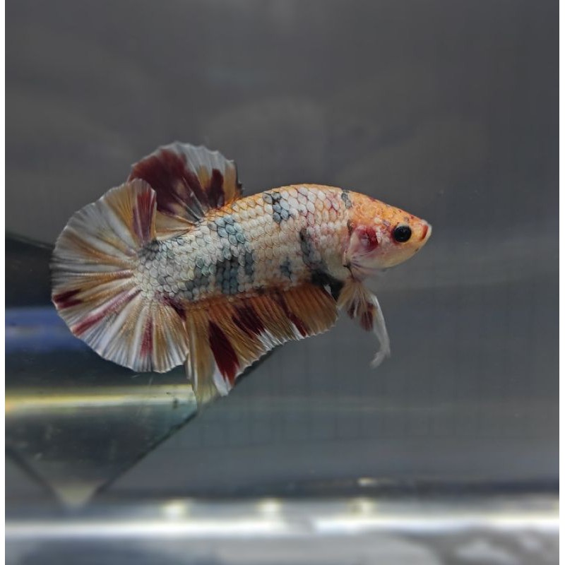 cupang leopard copper