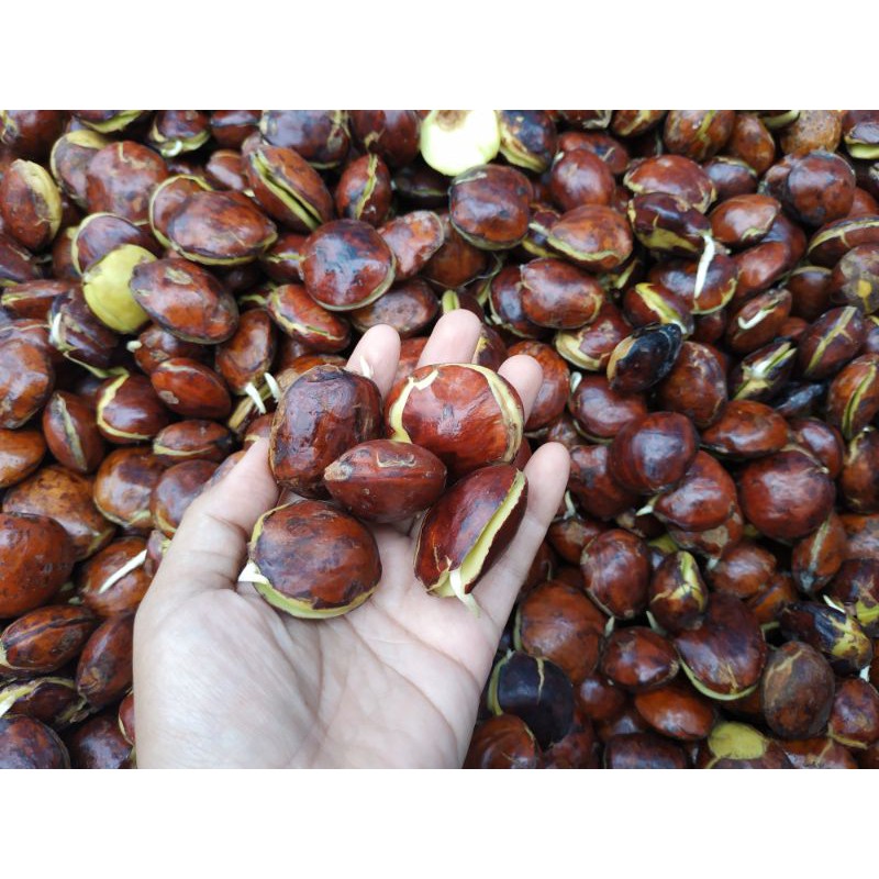 

jengkol sayur/jengkol lalap (500gram)