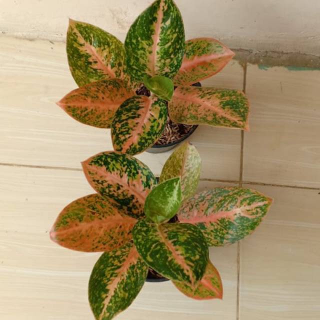 Paket Aglaonema