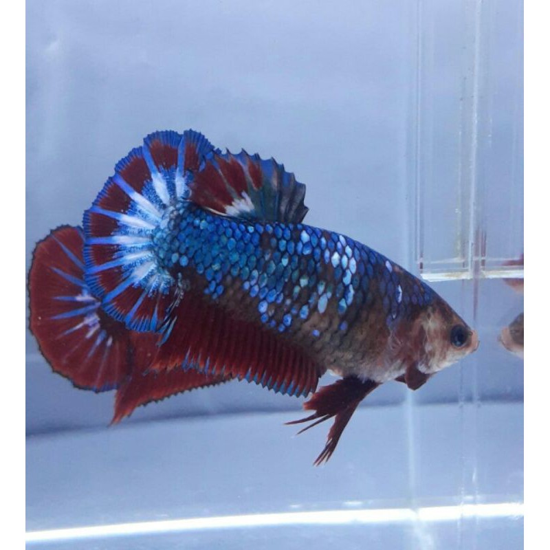 Cupang hellboy fancy 052