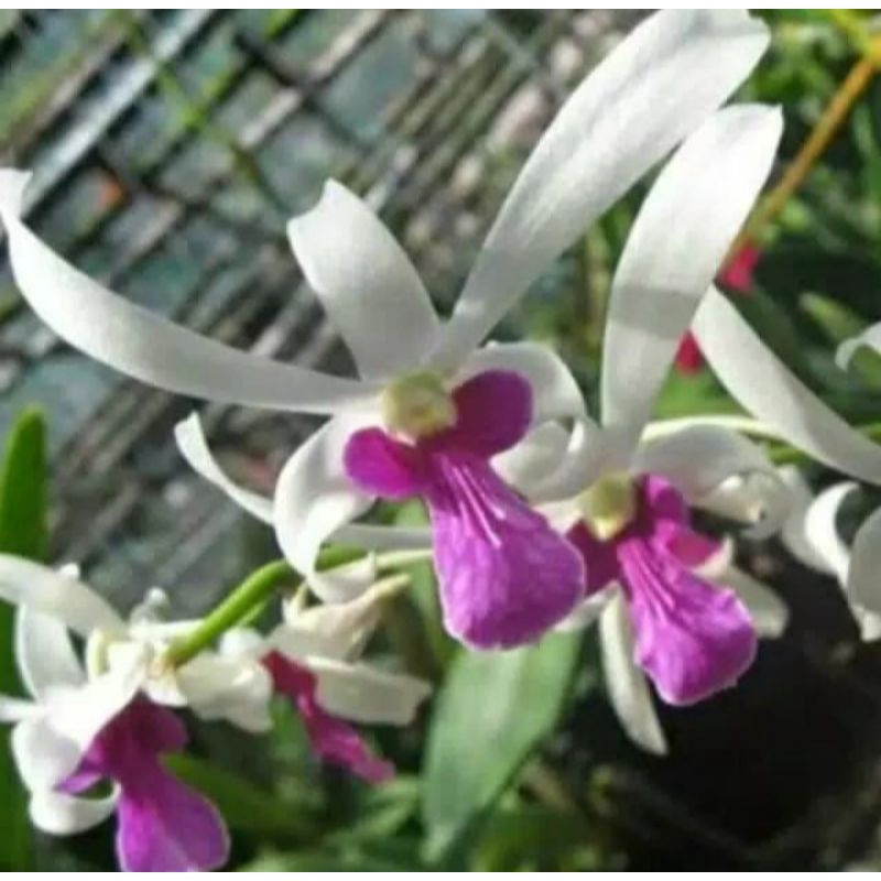 Pohon Bunga Anggrek Dendrobium Mesagnil Dewasa Siap Spike