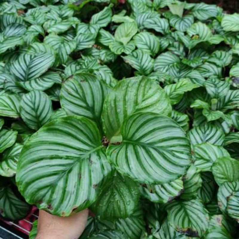 PROMO RAMADHAN!! 4 PAKETAN TANAMAN HIAS CALATHEA