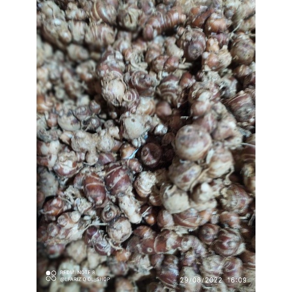 

kencur bumbu masakan 500.gram
