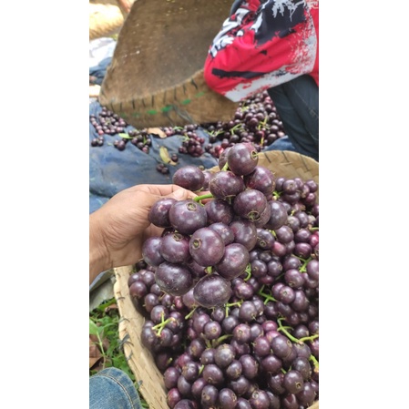 Buah gowok/kupa segar 1kg