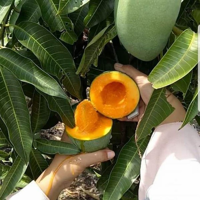 Bibit Tanaman Buah MANGGA ALPUKAT Premium