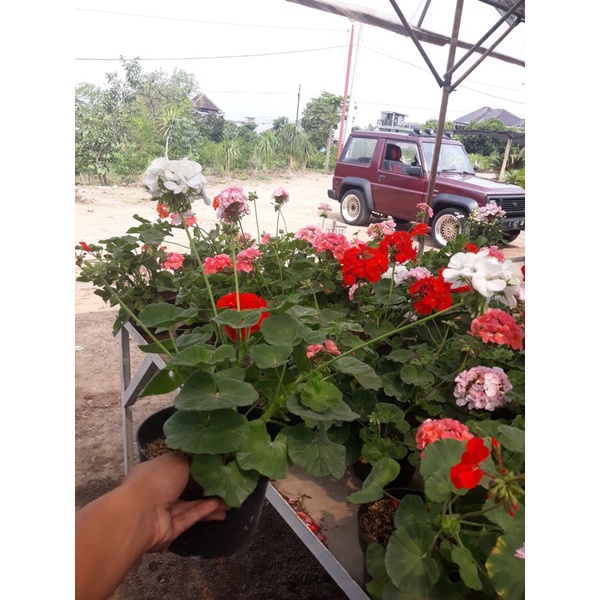Bunga geranium