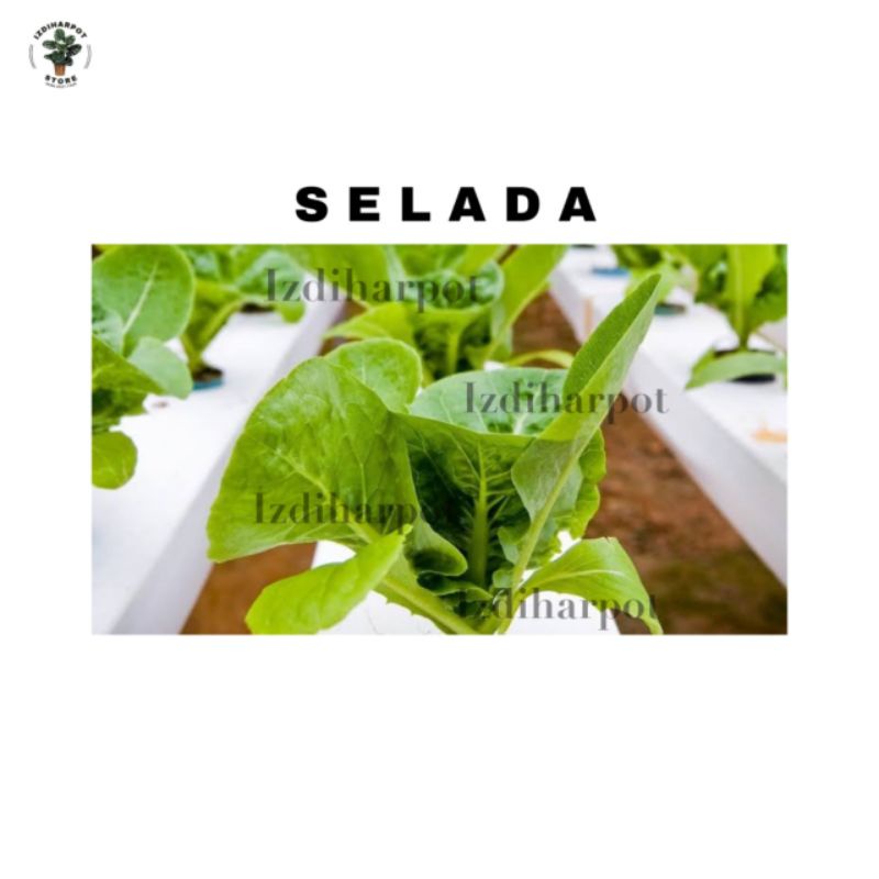 Benih bibit selada GREEN ROMAINE known you seed - KYS GREEN ROMAINE