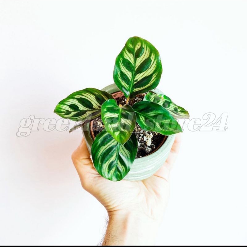 Tanaman hias calathea makoyana - calathea makoyana - tanaman hias calathea - makoyana - calathea