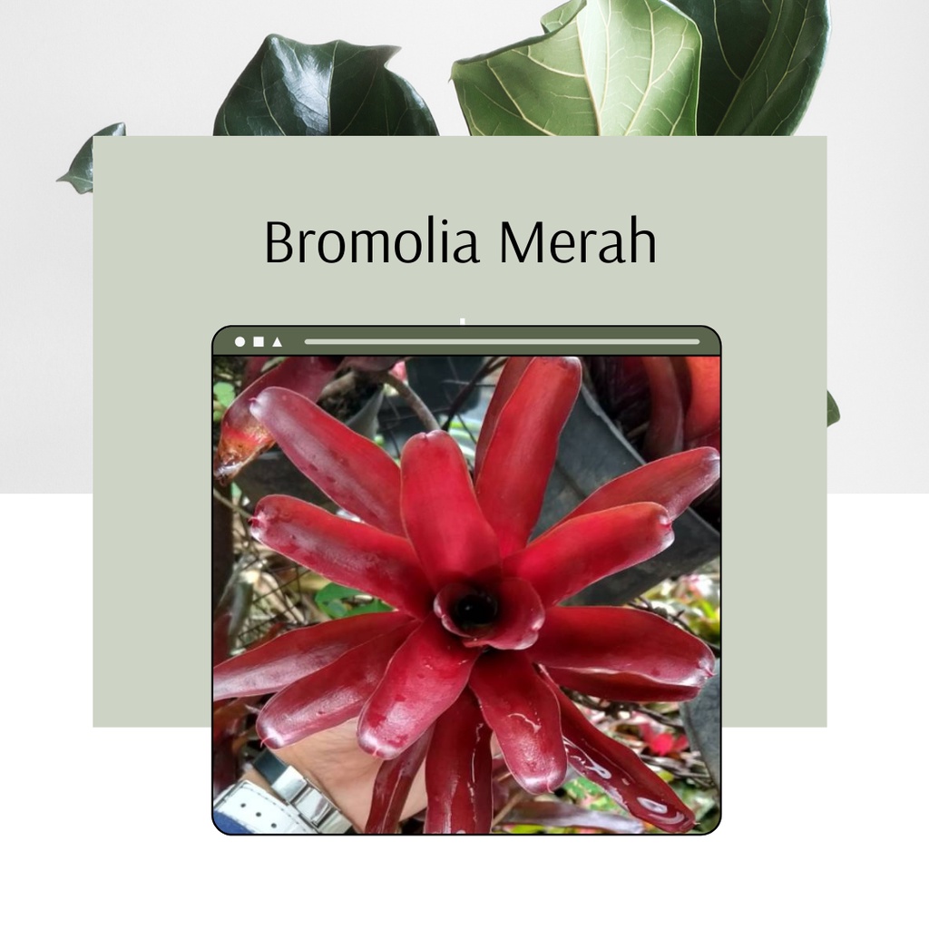 Tanaman Hias Bromolia Merah Bunga Hias Bromolia Merah Cantik