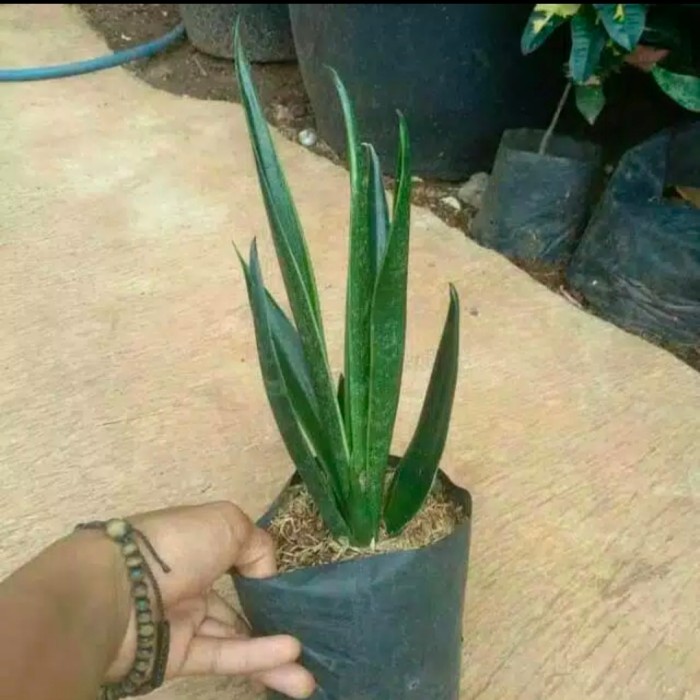 pohon sensivera hijau-sensivera cylindrica-sensivera mamboo