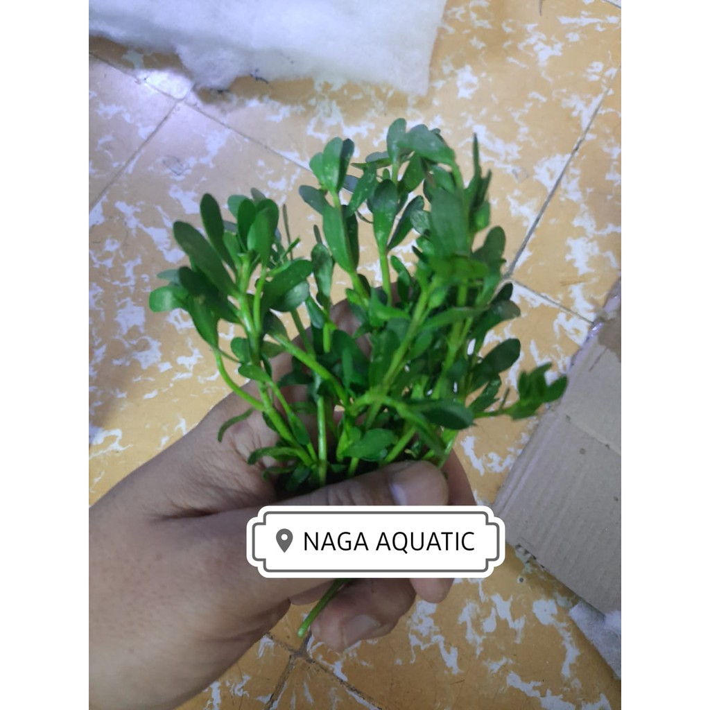 Jual Tanaman Aquascape Bacopa Monnieri Shopee Indonesia