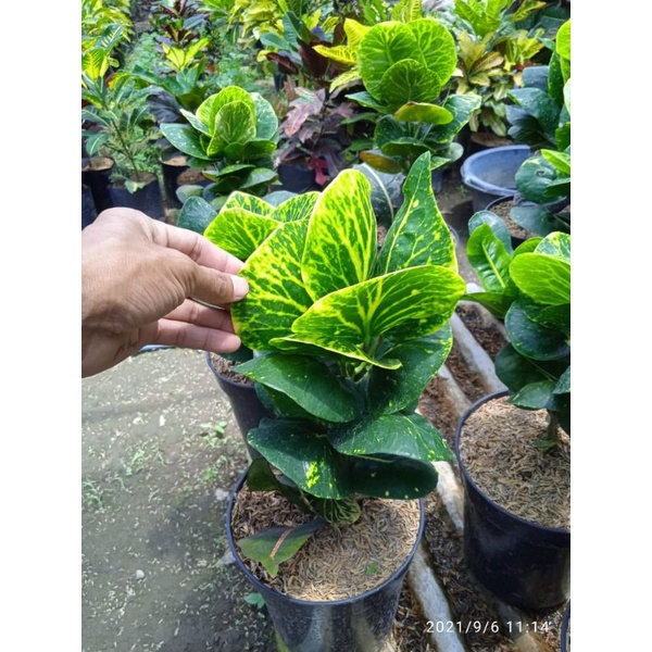 tanaman bunga puring koleksi bunga puring apel sritanjung big