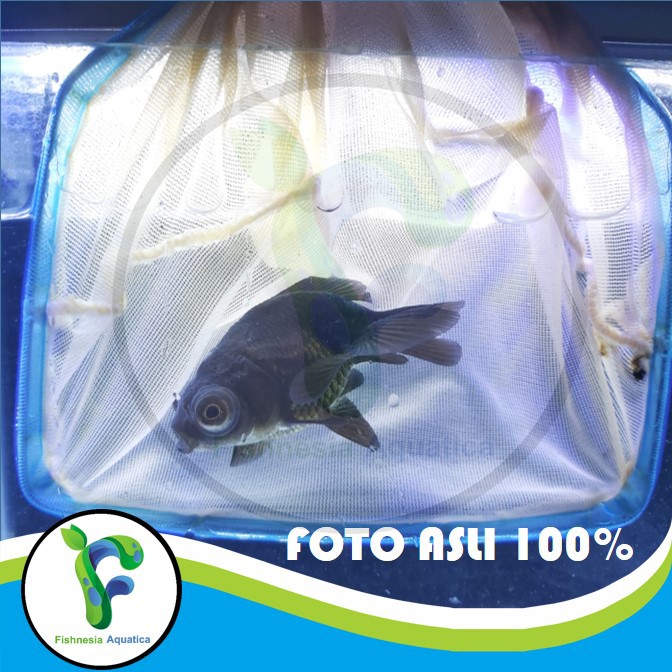 Ikan Hias Mas Koki Buldog Hitam/Blackmoor/Blackmore Hitam