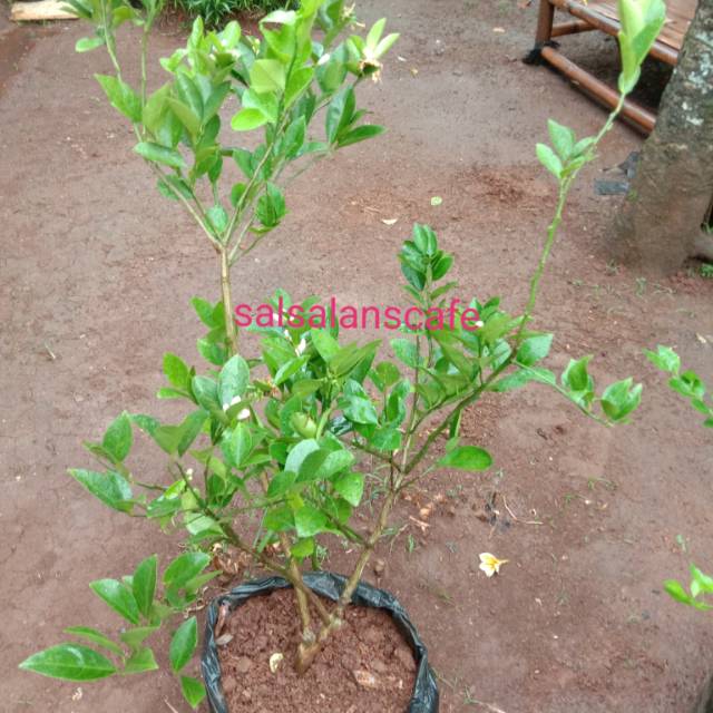 Pohon Jeruk Nipis Jumbo Sudah Berbuah