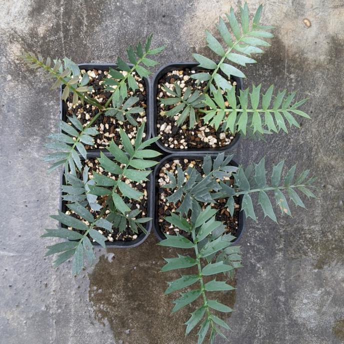 Encephalartos Horridus seedling