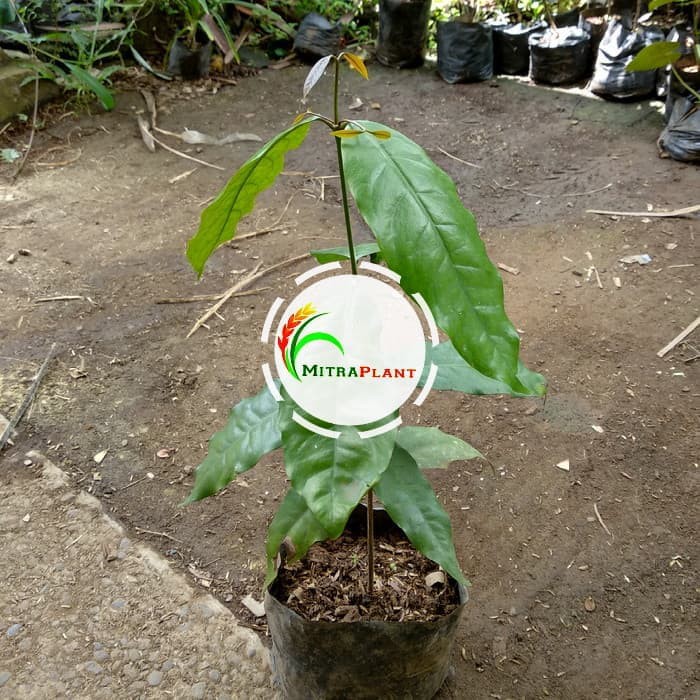 Bibit Pohon Melinjo Pohon Mlinjo Bibit Tanaman Melinjo Pohon Tangkil Bahan Emping