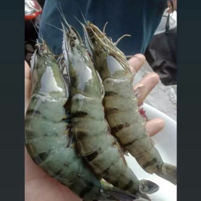 

udang besar hitam 250g