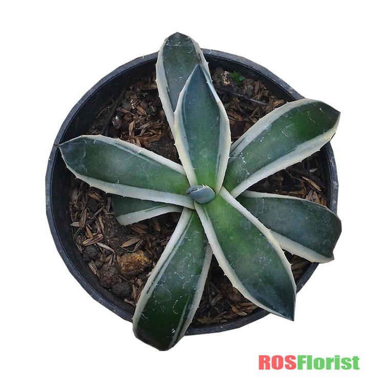 Almira Flora Tanaman Agave Cream Spike