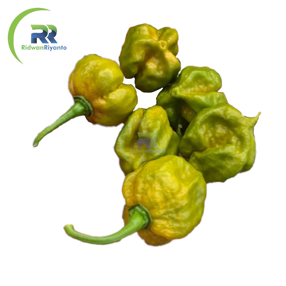 BUAH Cabe CAROLINA REAPER MUSTARD Cabai Terpedas Nomor 1 di Dunia Versi Guinness World Record