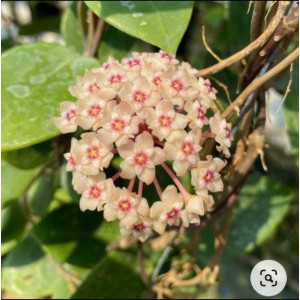 hoya parasitica splash