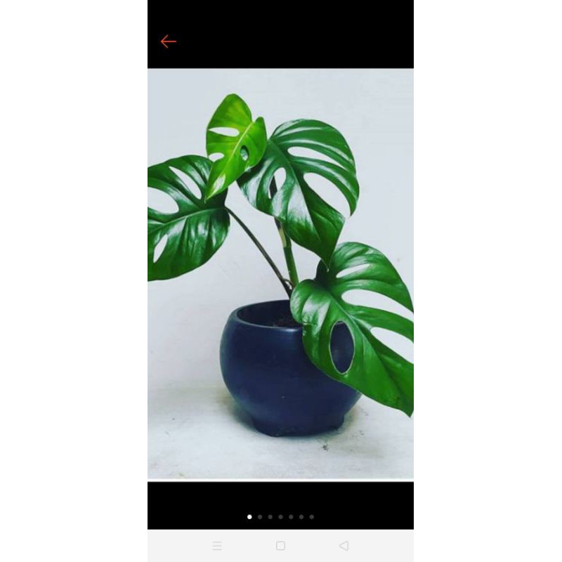 monstera rapidopora pertusa
