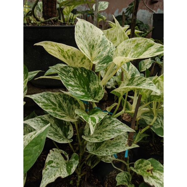 Bunga Sirih Belanda / Tanaman Hias Sirih Belanda / Tanaman Hias Rambat