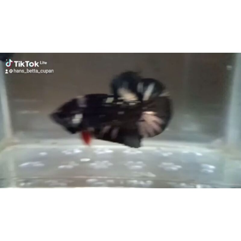 Ikan Cupang Jantan Avatar Cooper Gold