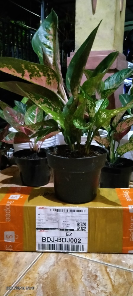 Aglaonema Kocin Paramruai Lokal
