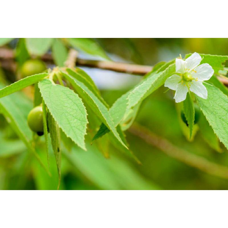 

Pucuk Daun Kersen