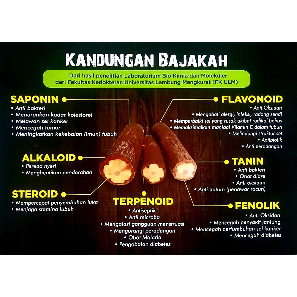 AKAR BAJAKAH KUNING  ASLI KALIMANTAN 100% / KAYU BAJAKAH KALIMANTAN OBAT KANKER PAYUDARA