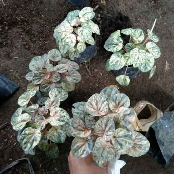 DIARY PETANI - Peperomia Caperata Varigata