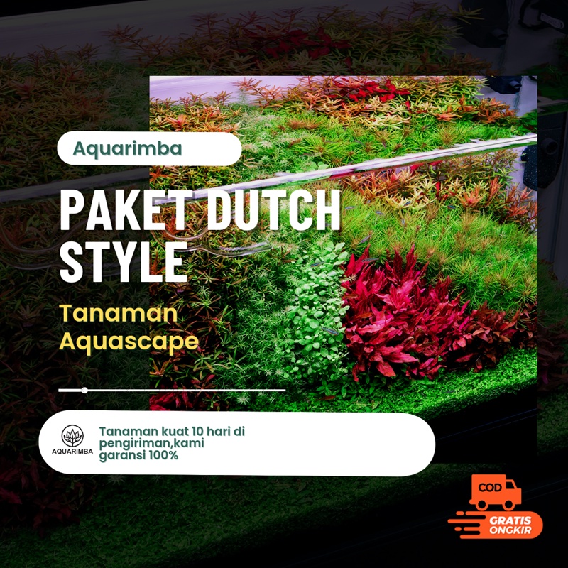 Paket Dutch Style  ( Tanaman Aquascape Tumbuhan Air Hidup Hiasan Dekorasi Pohon Rumput Aquarium )