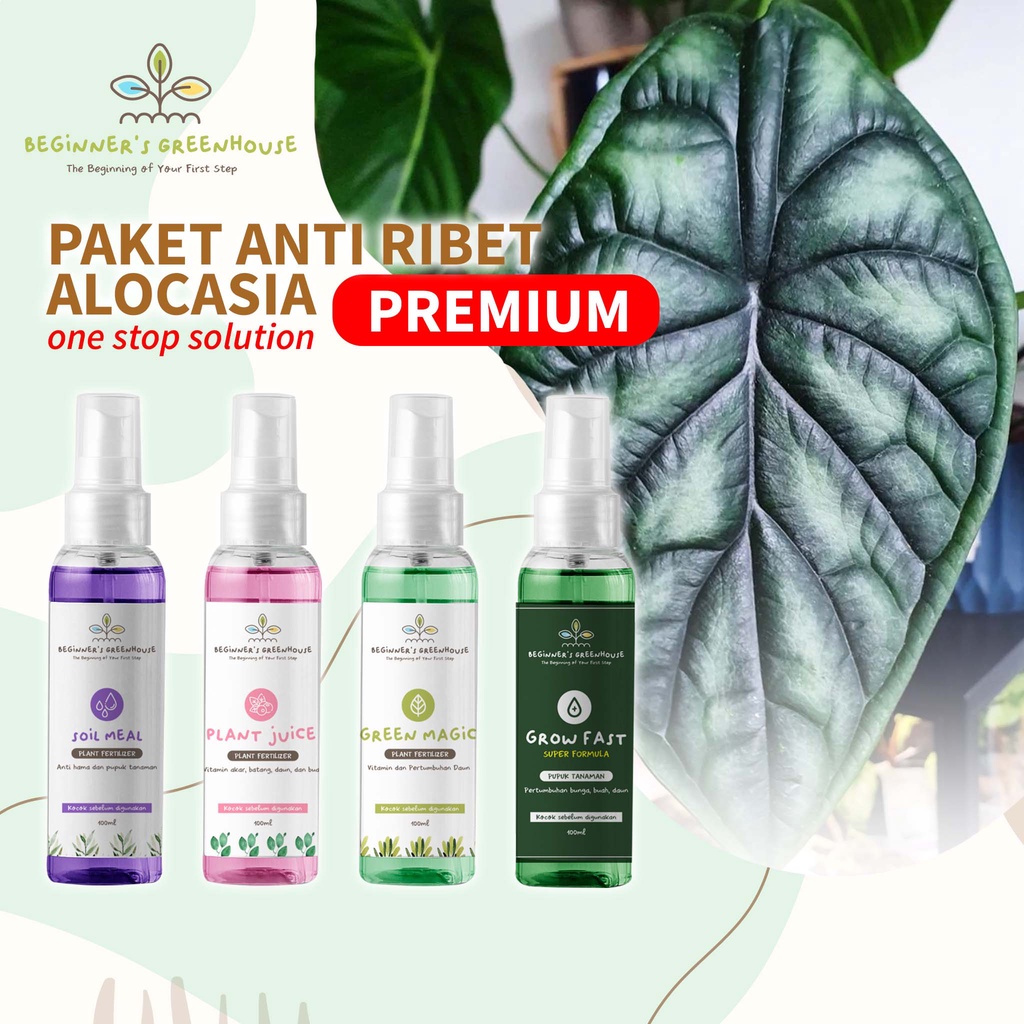 Paket Anti RIbet Alocasia