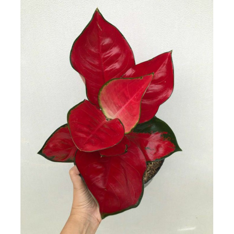 Tanaman Hias Aglonema Suksom jaipong / Tanaman Hias Anakan aglonema Aglaonema suksom jaipong 2-3 dau