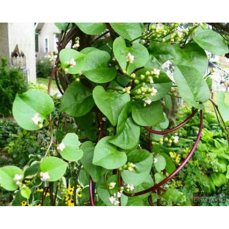 

Daun Binahong Segar