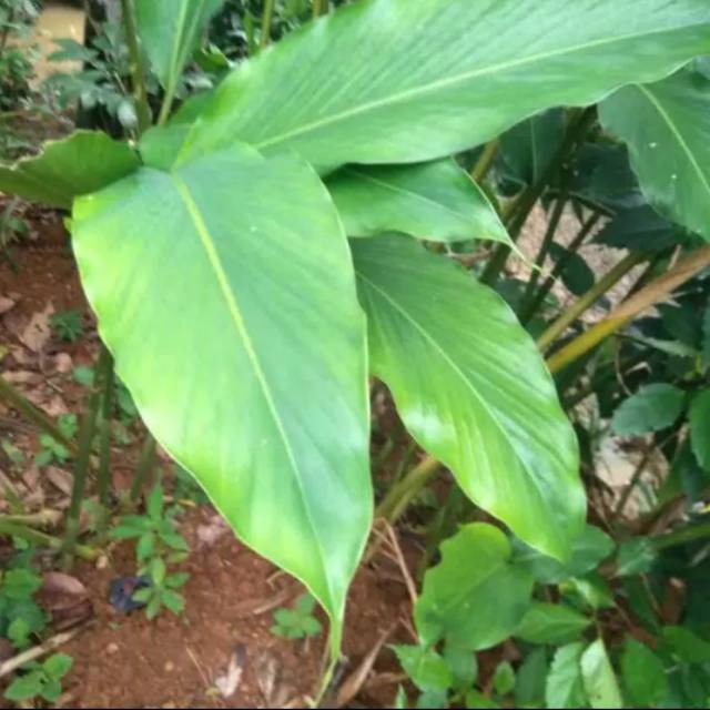 

Daun kapulaga segar (kapol)