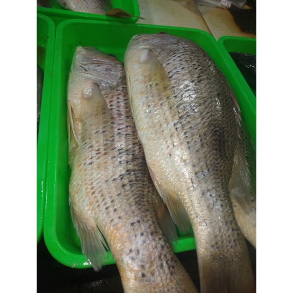 ikan kakap