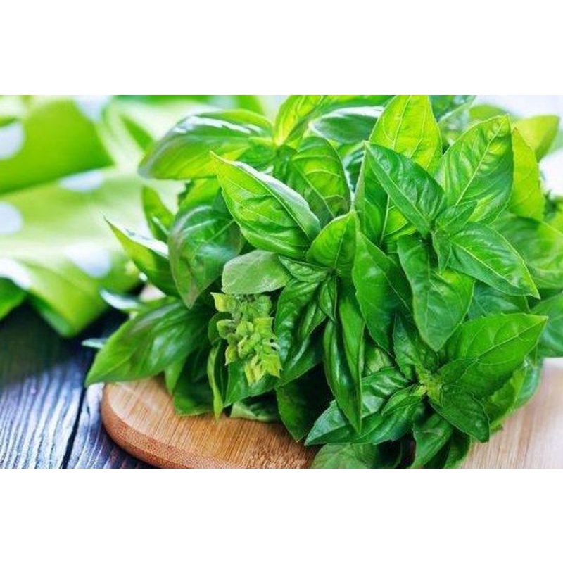 Benih biji kemangi unggul