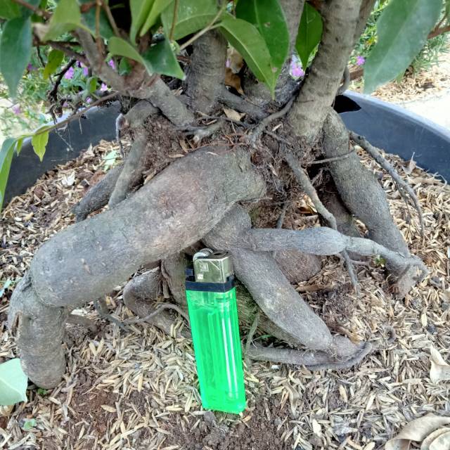 Bahan bonsai bonsai beringin picus bendjamin pohon bonsai bonsai mini