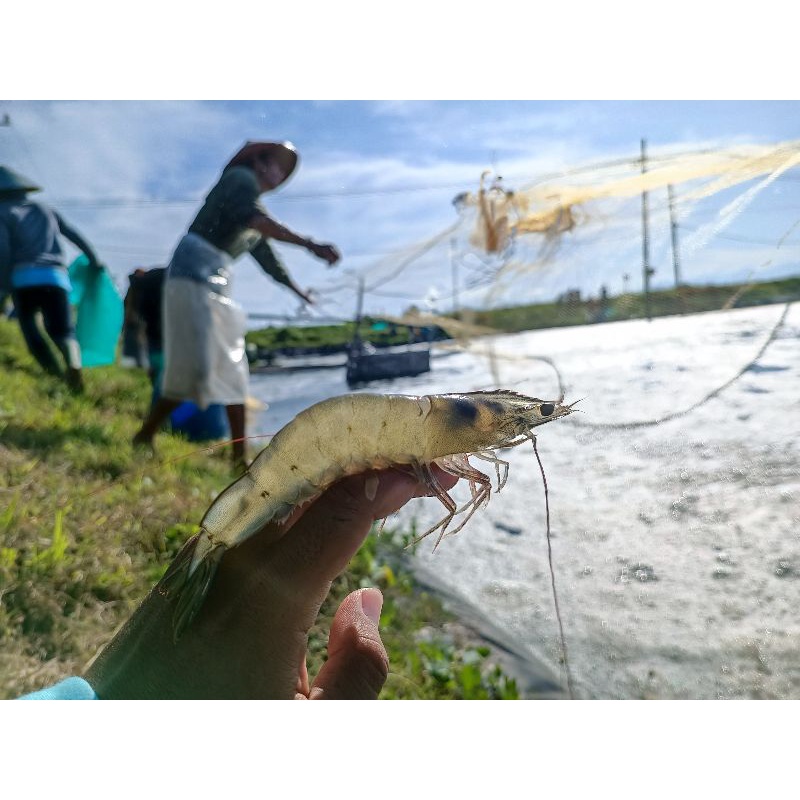 

udang