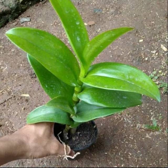 TANAMAN HIAS ANGGREK DENDROBIUM REMAJA/ANGGREK DENDROBIUM REMAJA