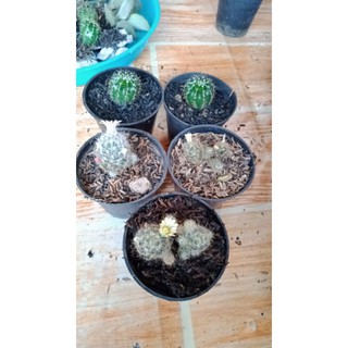    Kaktus Sukulen || Mamilaria Echinopsis | Shopee Indonesia