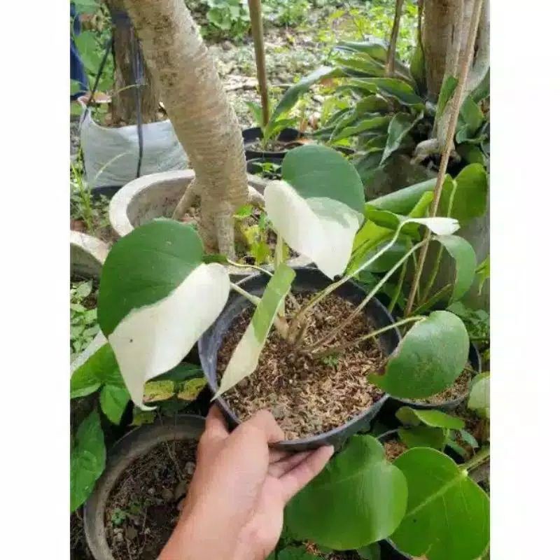 bonggol tanaman hias monstera varigata philodendron - bibit/bonggol monstera varigata philodendron