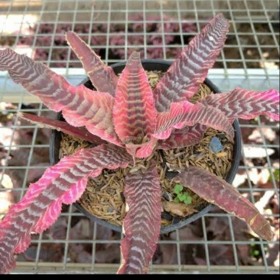 Tanaman Hias Cryptanthus Tokek