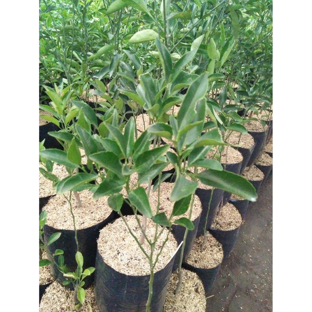 #_# BIBIT BUAH JERUK SANTANG MADU RO*