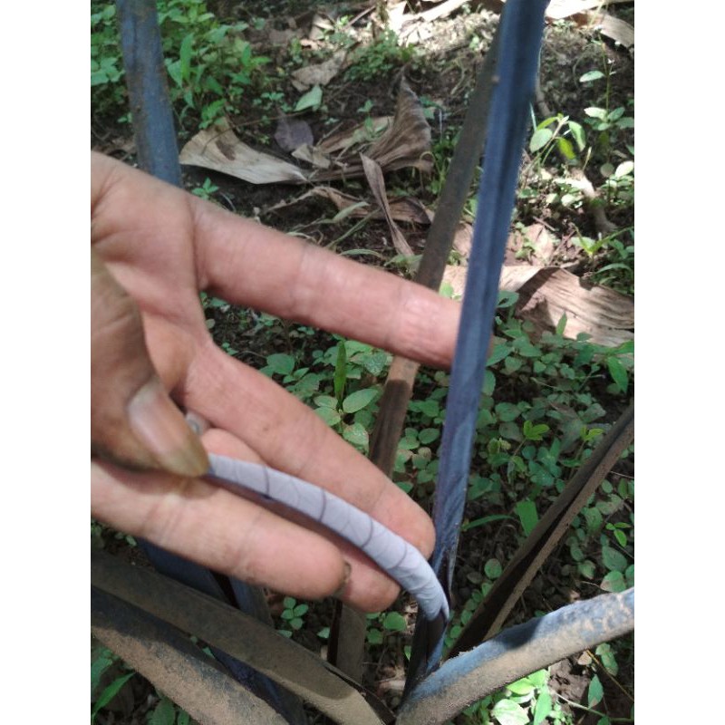 BIBIT LOMPONG WULUNG LOMPONG UNGU