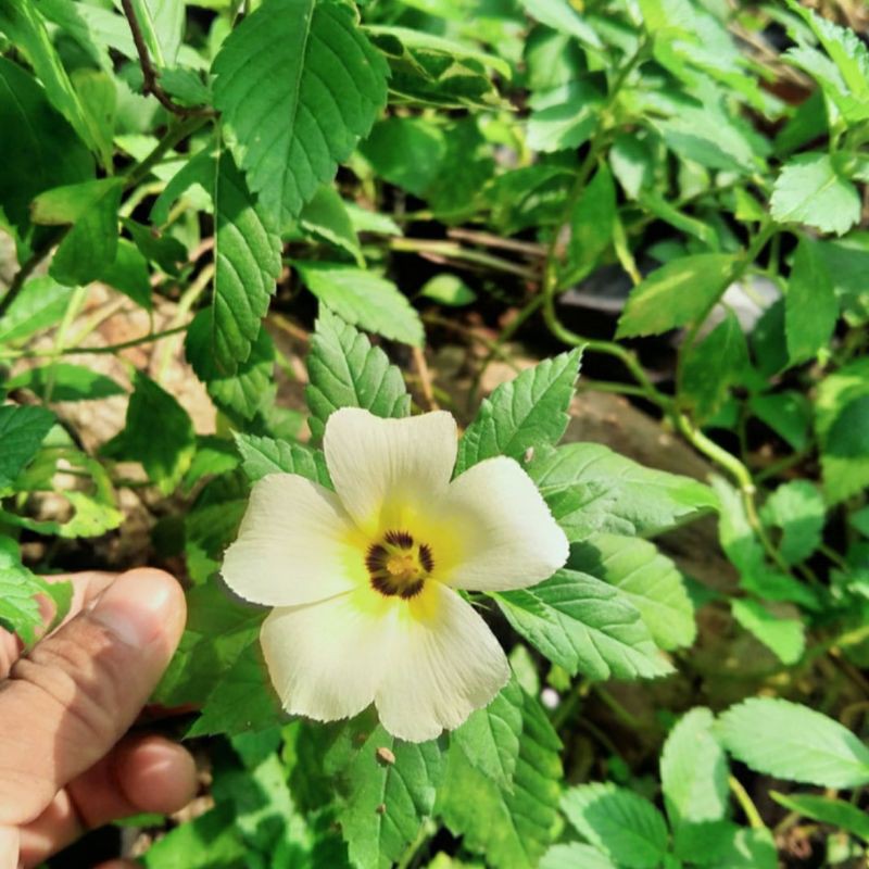 TANAMAN HIAS TURNERA-pojon bunga turnera bunga jam 8