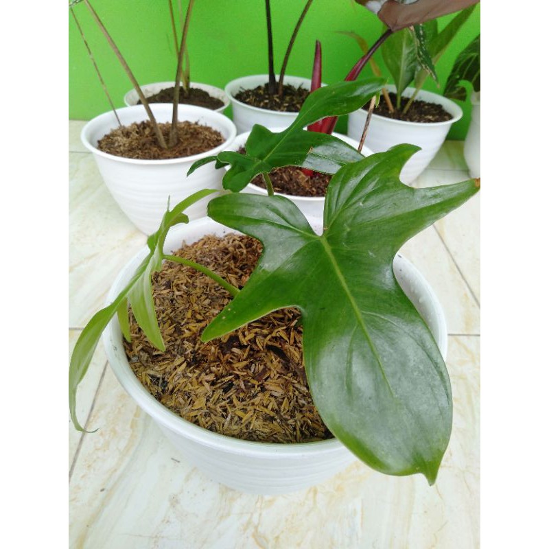 Florida Gosh (Hijau)