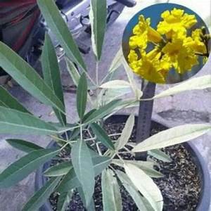 

BIBIT BUNGA POHON TABEBUIA/TABEBUYA KUNING